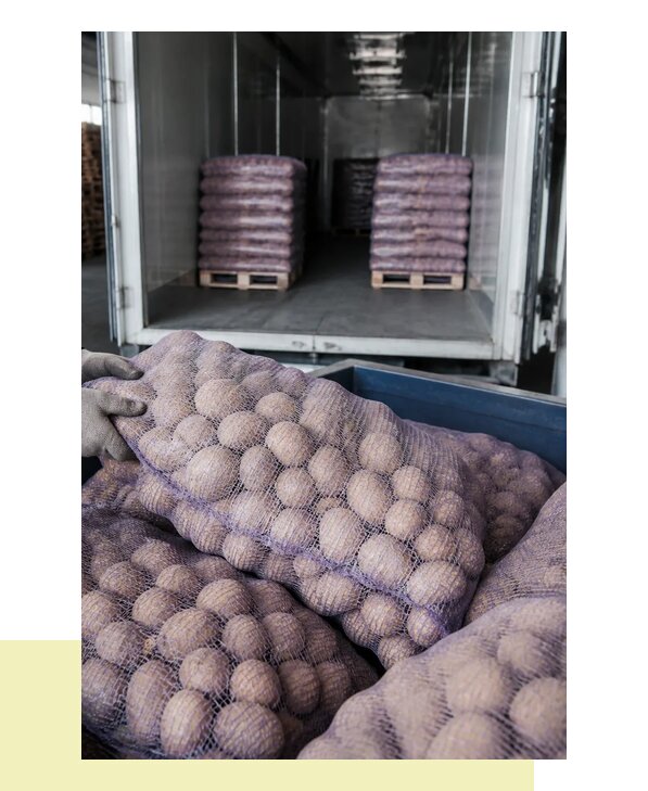 Перевозка семенного картофеля в Малоярославец с гарантией сохранности